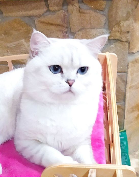 Шикарный клубный котик шиншилла поинт вязка