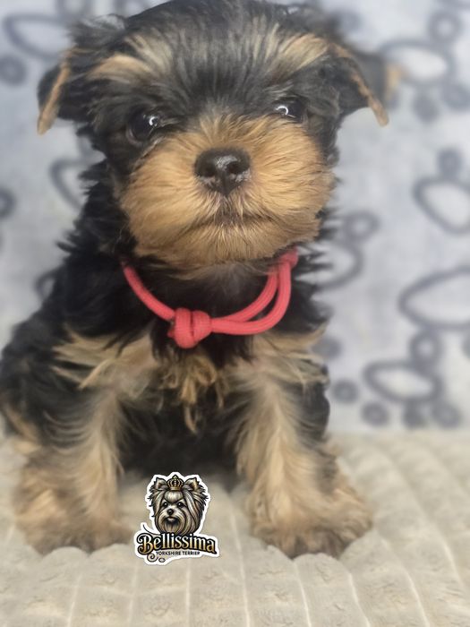Yorkshire Terrier PIESEK Gotowy do ODEBRANIA Warszawa