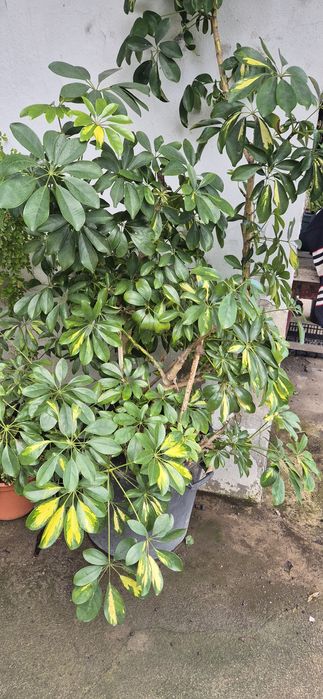 Várias planta de quinta para desocupar