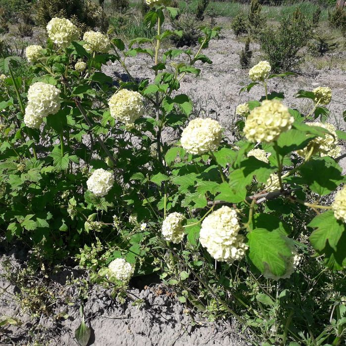 kalina koralowa doniczka