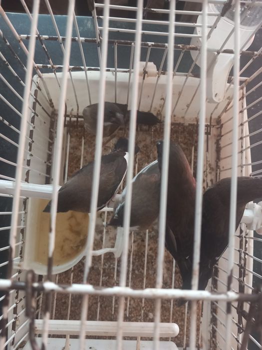 Lote bengalins Japão