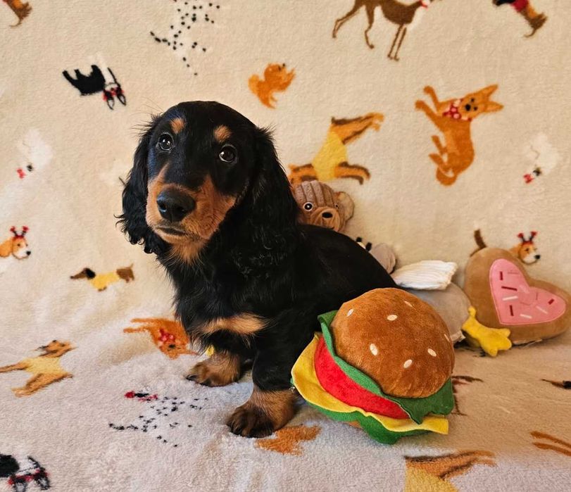 Jamnik długowłosy miniaturowy