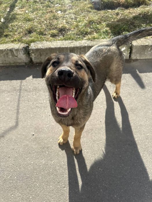 Метис дівчинка 6міс