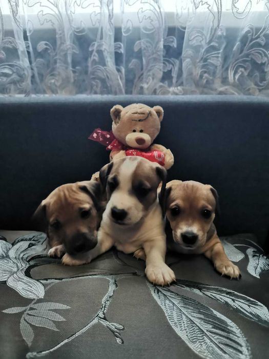 Продам щенков Джек Рассела