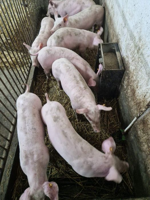 Prosięta zaszczepione z gospodarstwa