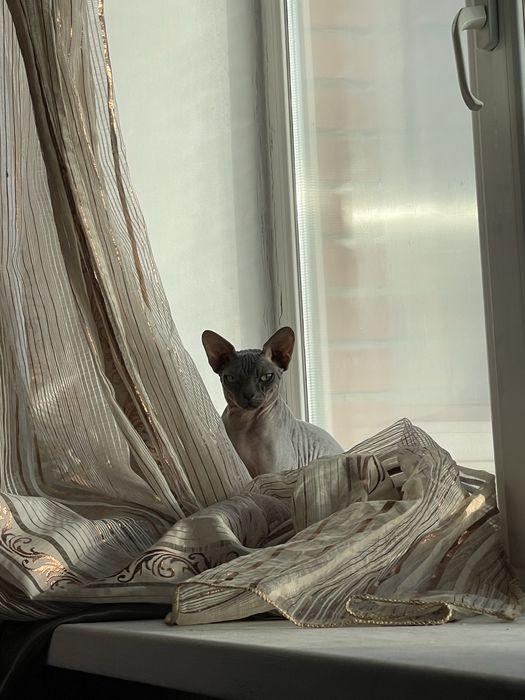 Продам кота срочно! 2500