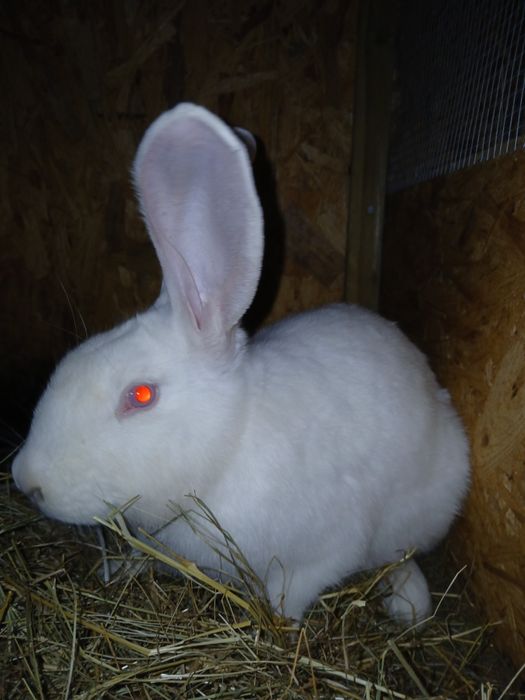 Sprzedam kroliki