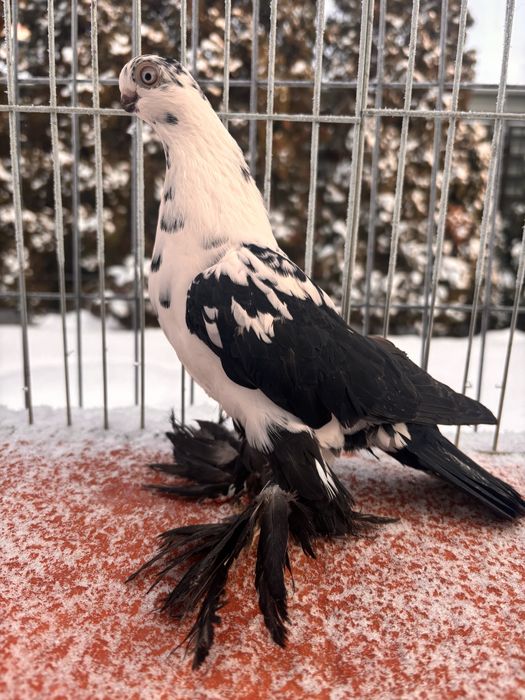 Motyl Warszawski samica 24r