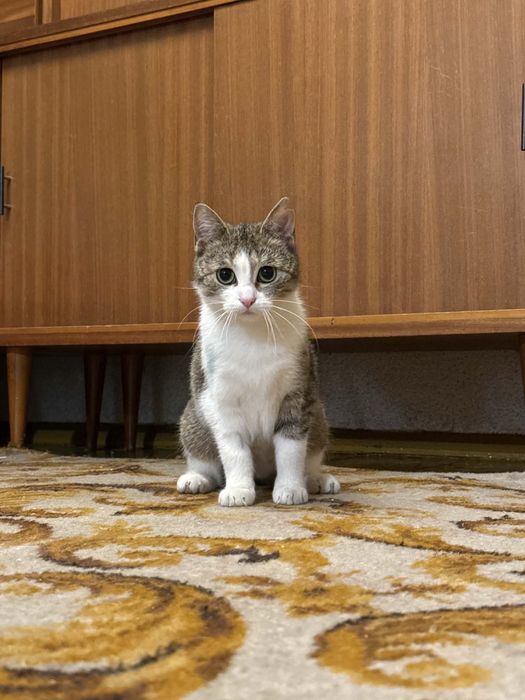 Piękne kotki do pokochania