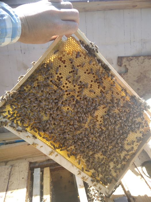 Бджолопакети бджола карпатка