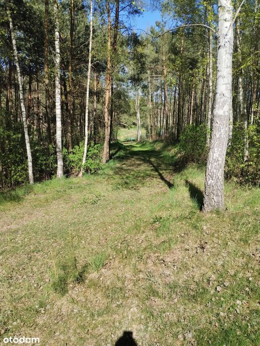 Dom, budynek gospodarczy, staw i las