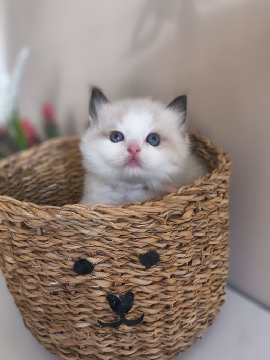 Kotka Ragdoll ojciec Champion