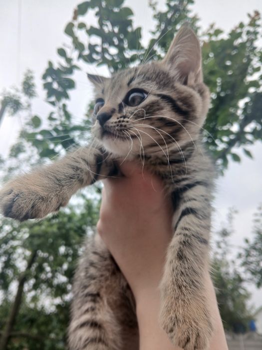 Віддам кошеня в добрі руки