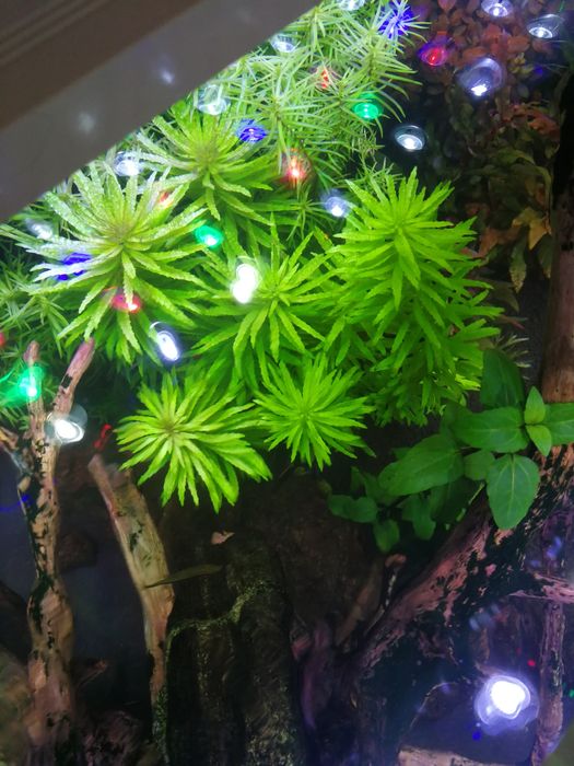 Limnophilia aromatica