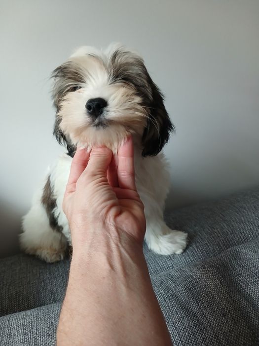 Chłopczyk MALSHI shih tzu maltanczyk