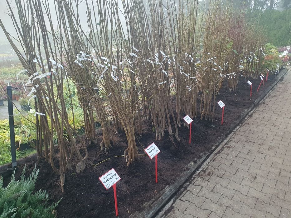 Drzewka owocowe szkółka