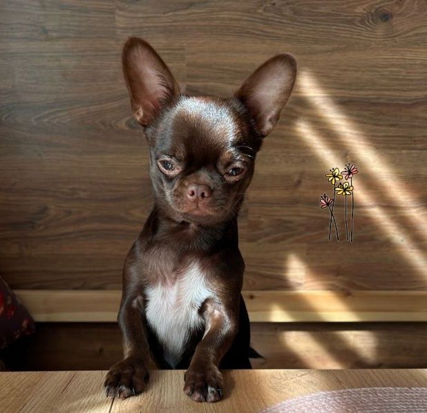 Чудесные девочки породы чихуахуа.