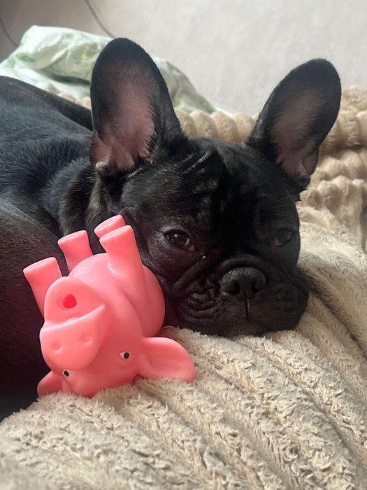 В продажі дівчинка французького бульдога