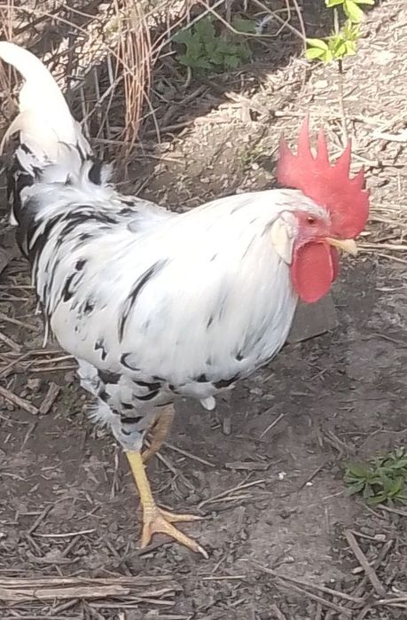 Яйця інкубаційні, Легорн далматинець