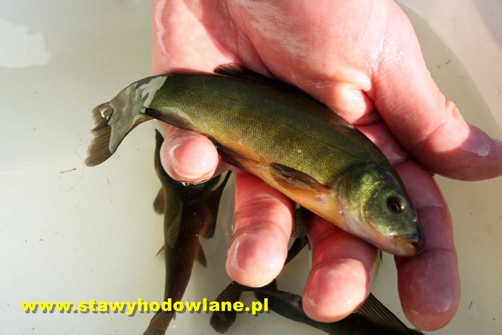AMUR 10cm..Tołpyga lin karp karaś jesiotr miętus pstrąg sandacz węgorz