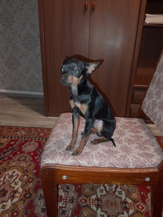 Мини Той терьер мальчик