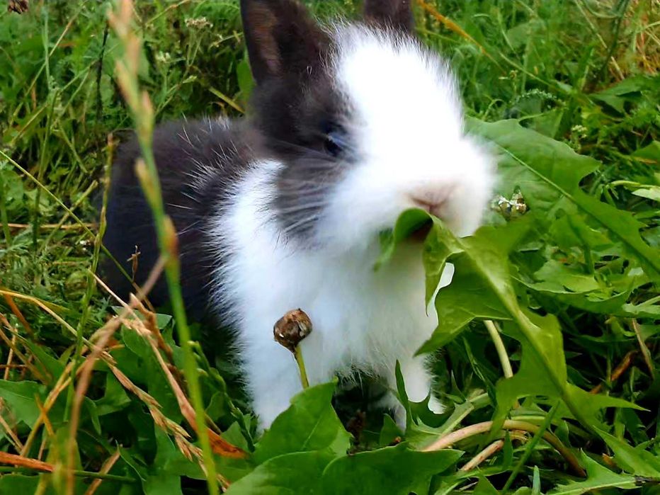 Króliki,  kroliczki , królik,  miniaturowe,  miniaturki