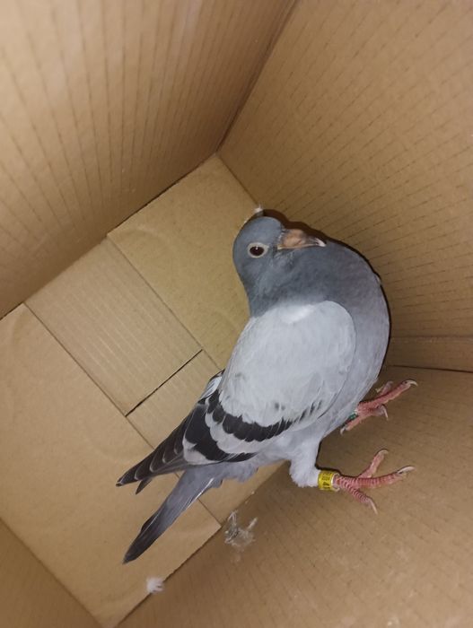 Pombos correios para venda de vários anos e varios  preços