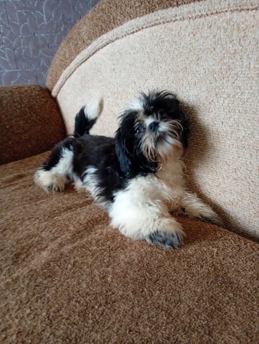 Дівчинка ші-тцу 4 міс