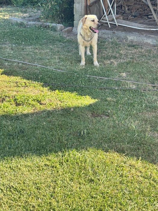Labrador com 6 aninhos para adopção