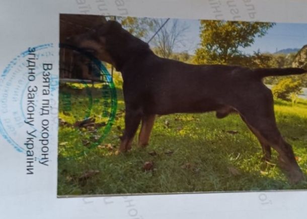 В'язка, вязка ягдтер'єр,ягдтерьер,яг