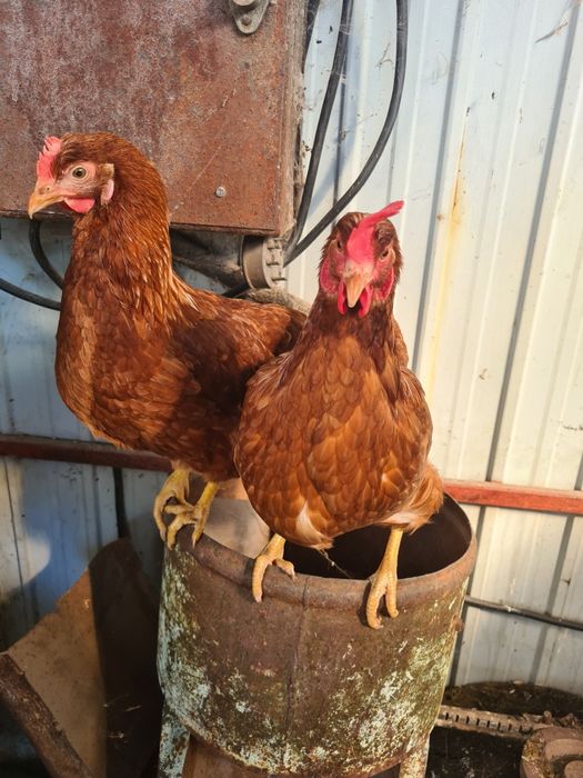 Молодые куры,молодка.