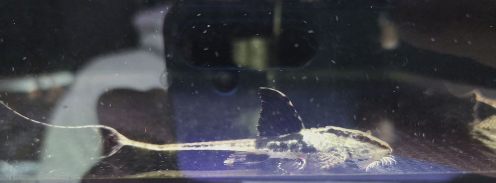 Loricaria rio ATABAPO