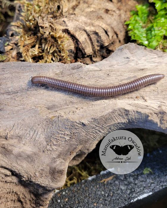 Telodeinopus aoutii - krocionóg kenijski, Krocionogi Wije