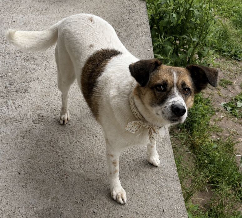 Keli czeka już 5 lat! Zasługuje na dom na zawsze!