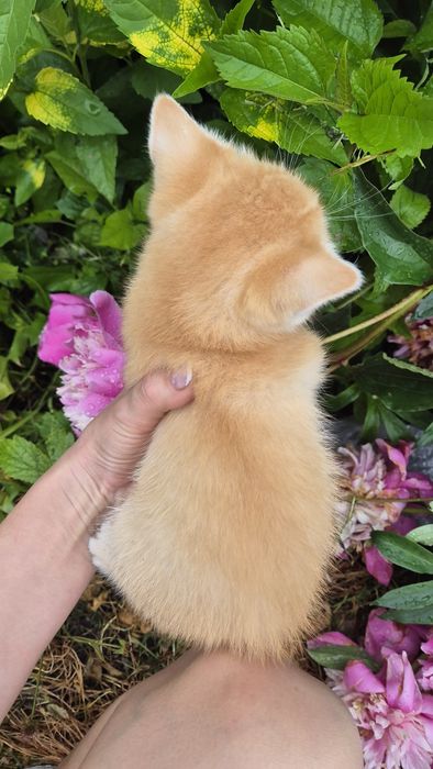 Кошеня золотої шиншили, кіт