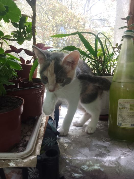Котенок девочка трехмастная