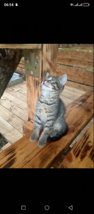 Отдам двух котят в Хорошие руки