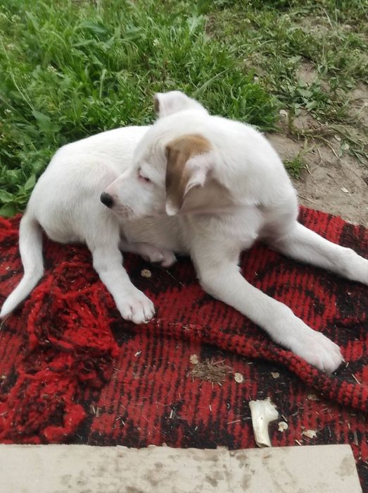 Гарні цуценята 3 міс прибл. , є щеплення