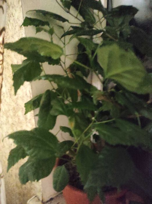 Гібіскус червоний махровий (кімнатна рослина