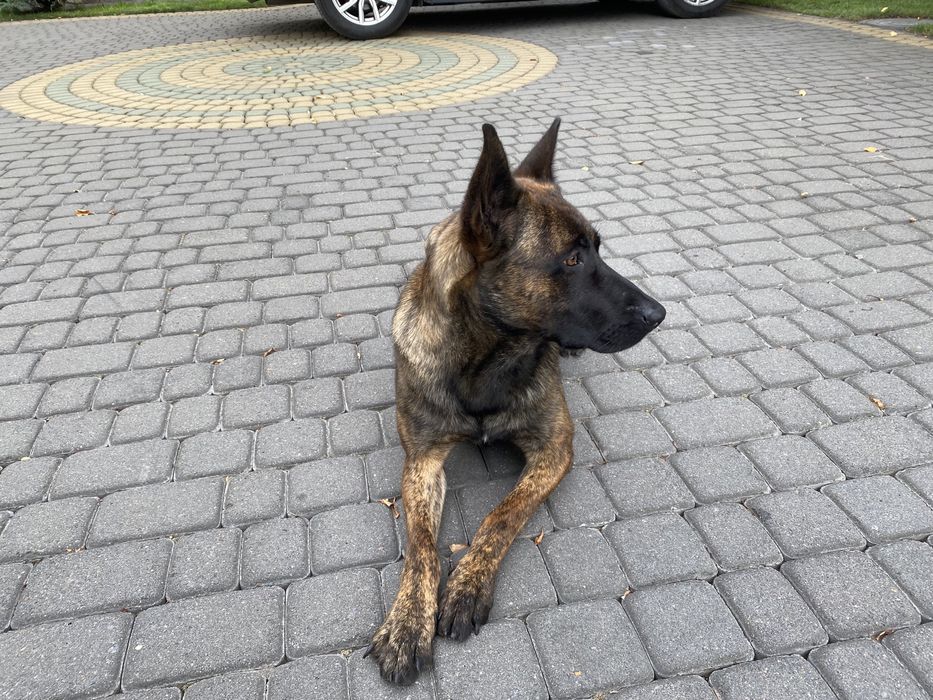 Хердер (вязка)