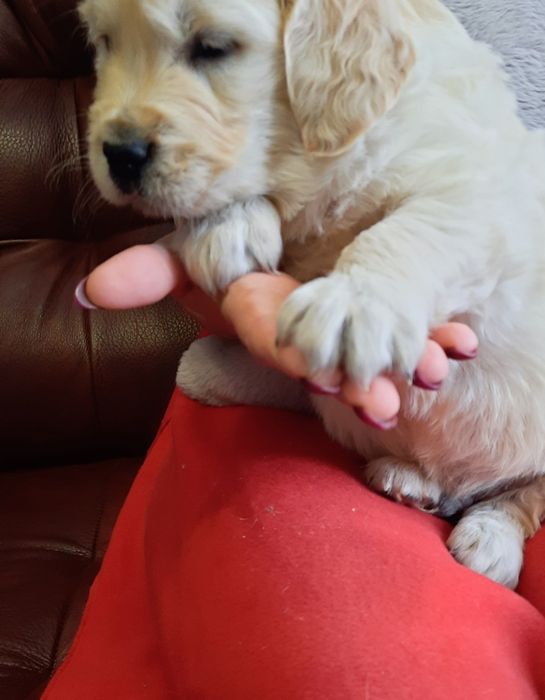 Golden Retriever szczeniak