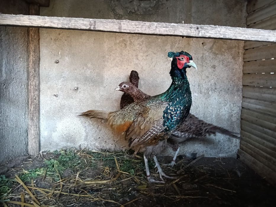 Trio de faisão versicolor