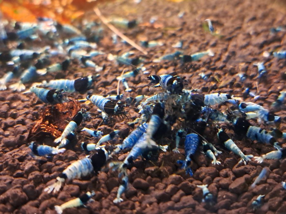 Krewetka caridina Tai mosura deep