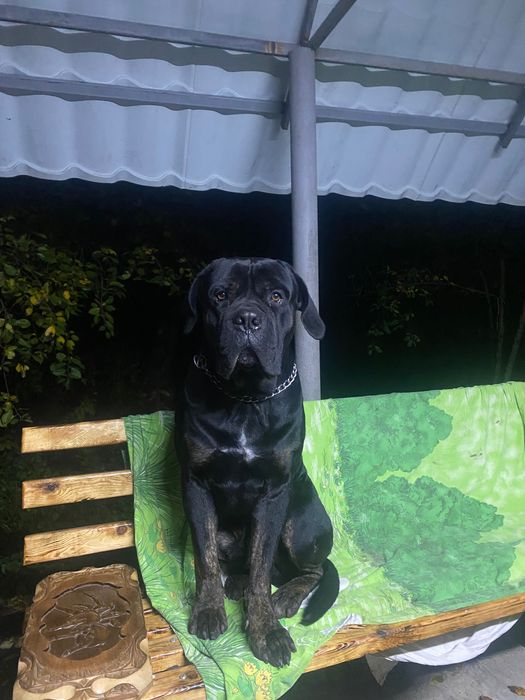 Мальчик кане корсо для вязки