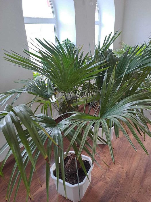 Продам кримські віялові пальми Трахікарпус.