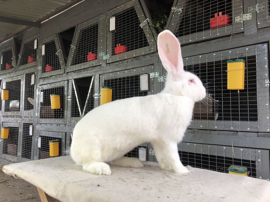 Бельгійський велетень. Фландр. кролики кролі