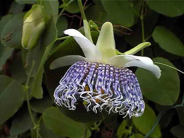 10 sementes de Maracujá Granadilla - Passiflora ligularis