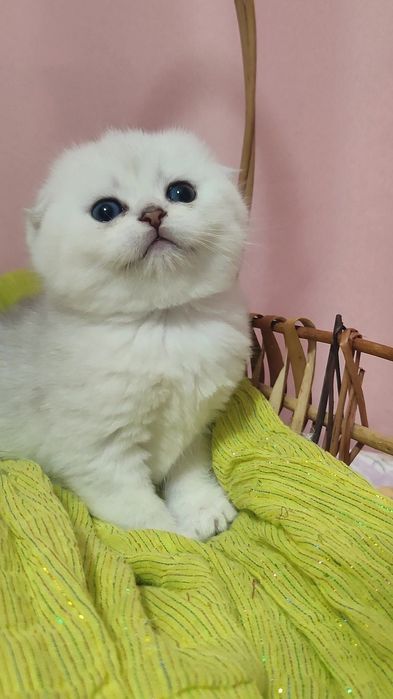 Бомбезный малыш, серебристая шиншилла