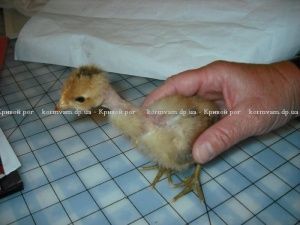 Инкубационное яйцо испанка далматинец