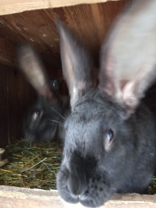 Króliki Belgii ,szynszyle,srokacze, czarne, białe.